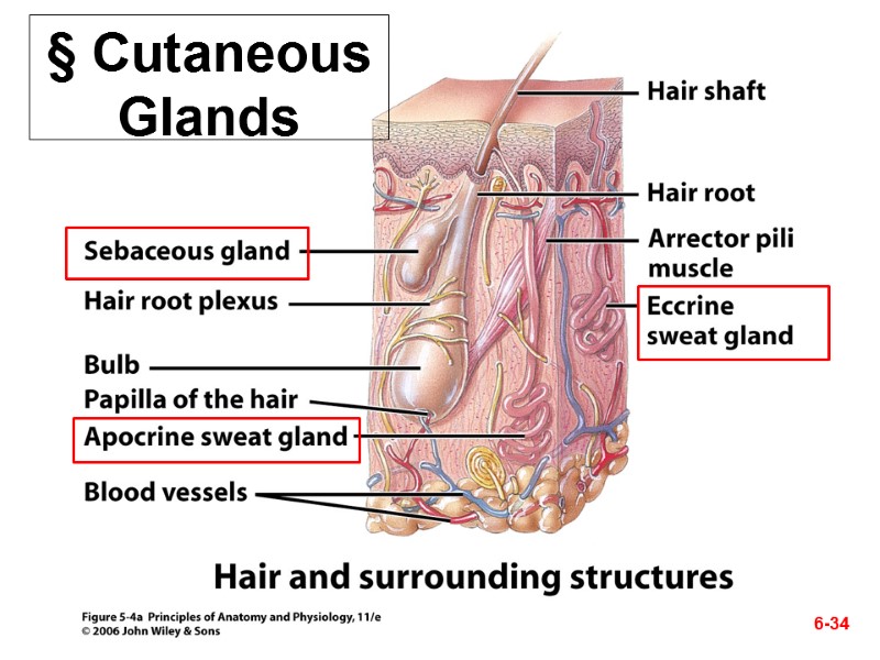 § Cutaneous Glands 6-34